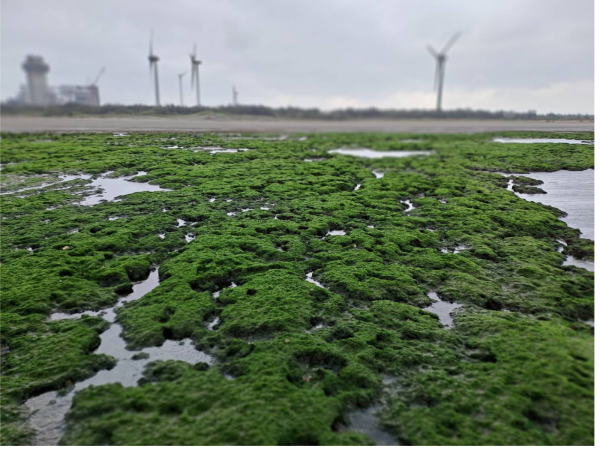 桃園藻礁海岸整體生態越來越好 台灣中油將持續推動藻礁生態保育工作