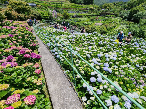 竹子湖繡球花季登場 台北市農會邀民眾來趟尋找童趣時光的花海之旅