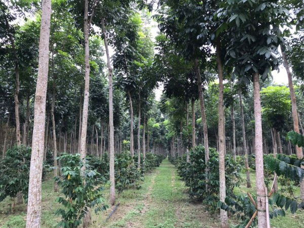 首創ESG+產學合作 台灣房屋長期永續照護中華科大校區2萬多棵樹