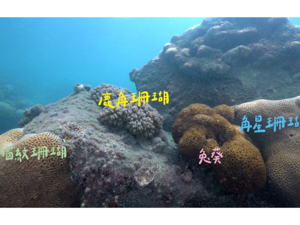 台灣中油發布永安天然氣接收站海底影片 生態成果媲美保護區