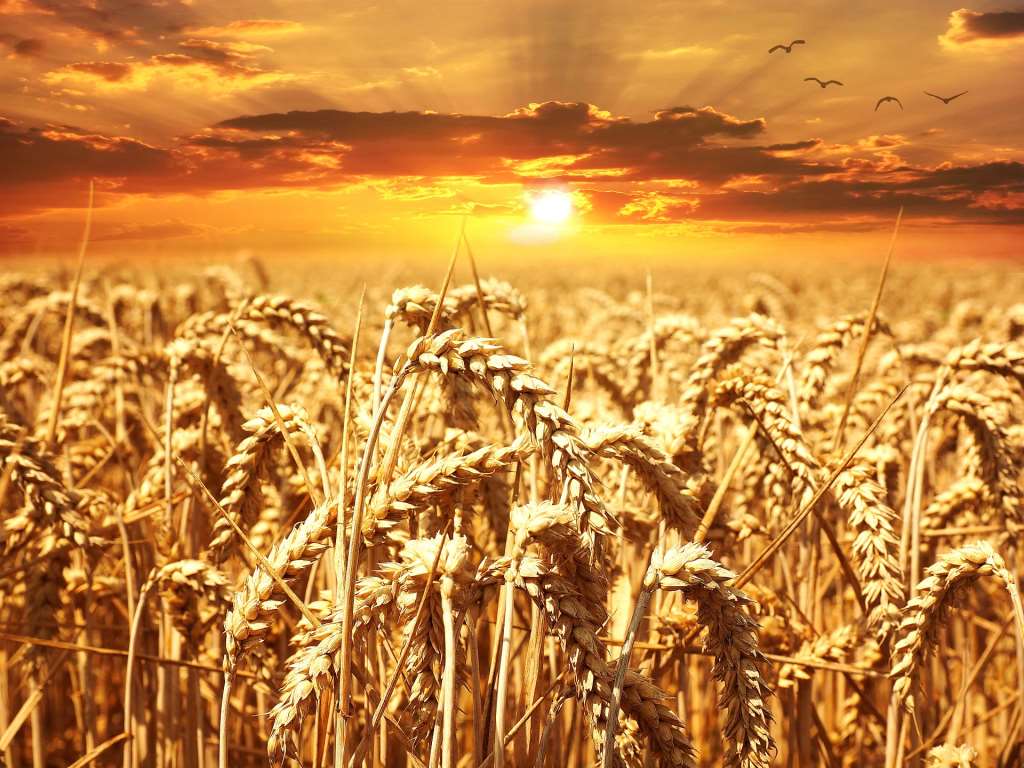 全球供應吃緊、美中央大平原乾旱   CBOT小麥上漲逾3%