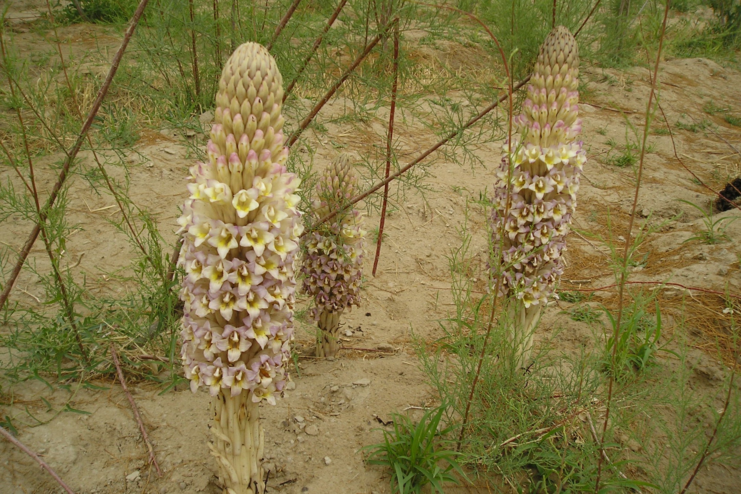 有沙漠人蔘之稱的管花肉蓯蓉