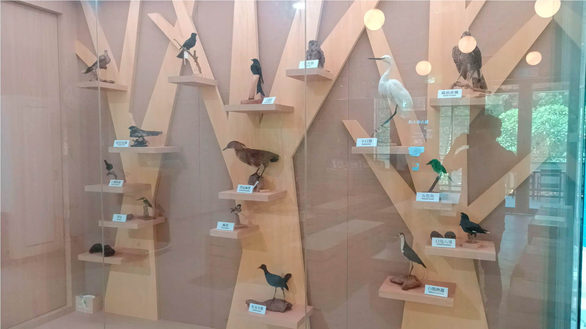 東 大 溪 水 文 化 暨 環 境 教 育 館 擺 置 河 川 生 態 中 會 出 現 的 動 物 標 本 