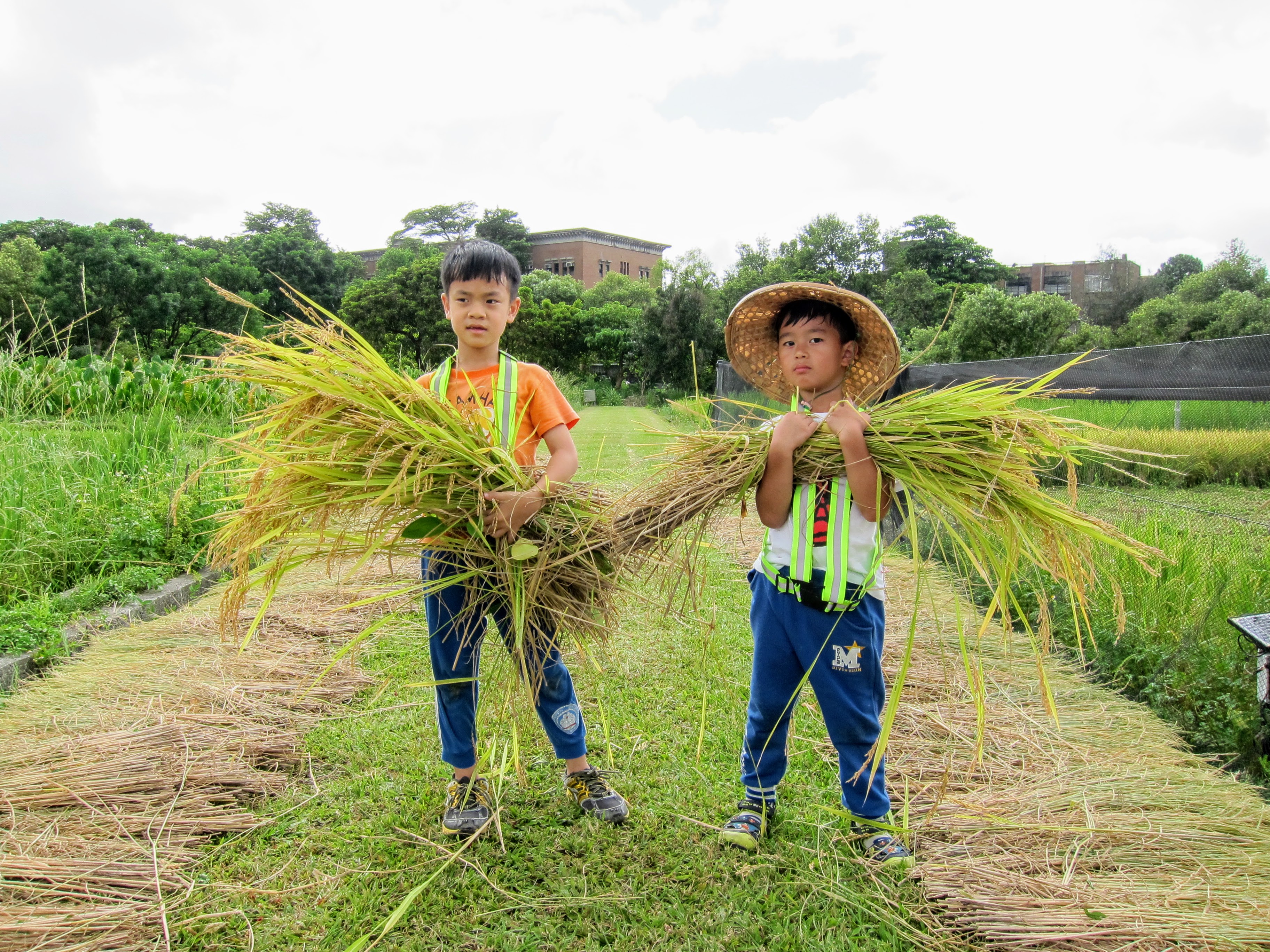 建 蓁 環 境 教 育 基 金 會 帶 領 小 朋 友 體 驗 種 稻 瞭 解 米 食 文 化 