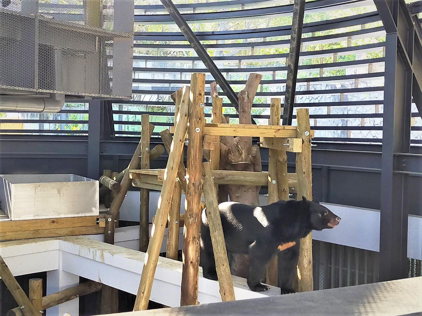 園 內 的 黑 熊 「 波 比 」 探 索 新 家 。 ( 圖 / 壽 山 動 物 園 官 方 臉 書 ) 園 內 的 黑 熊 「 波 比 」 探 索 新 家 。 ( 圖 / 壽 山 動 物 園 官 方 臉 書 )