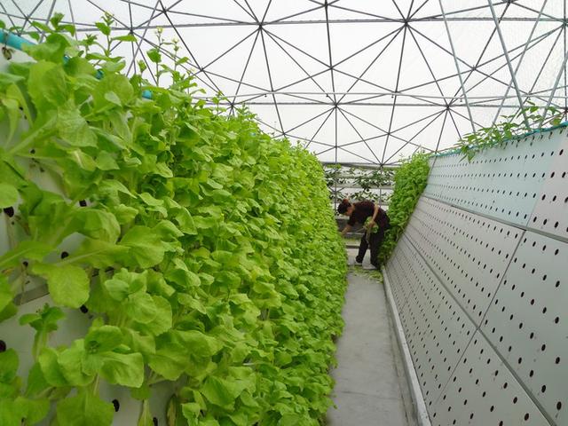 奇 岩 綠 能 將 全 力 投 入 糧 食 產 業 ， 以 高 科 技 養 殖 技 術 及 精 緻 種 植 技 術 持 續 前 進 （ 圖 / 奇 岩 綠 能 提 供 ） 
