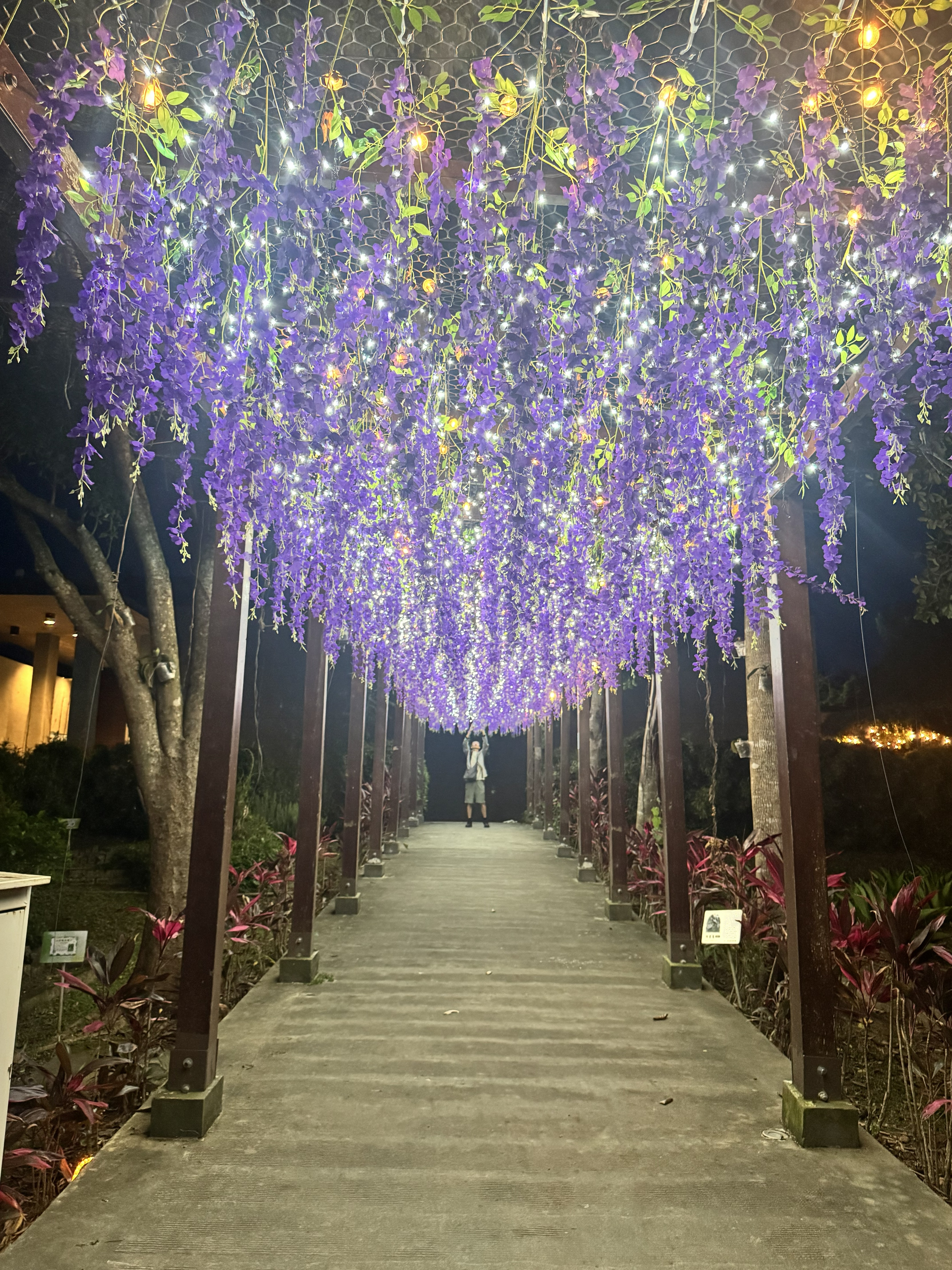 原 生 夏 夜 ・ 森 光 漫 遊 ( 台 東 原 生 應 用 植 物 園 提 供 ) 
