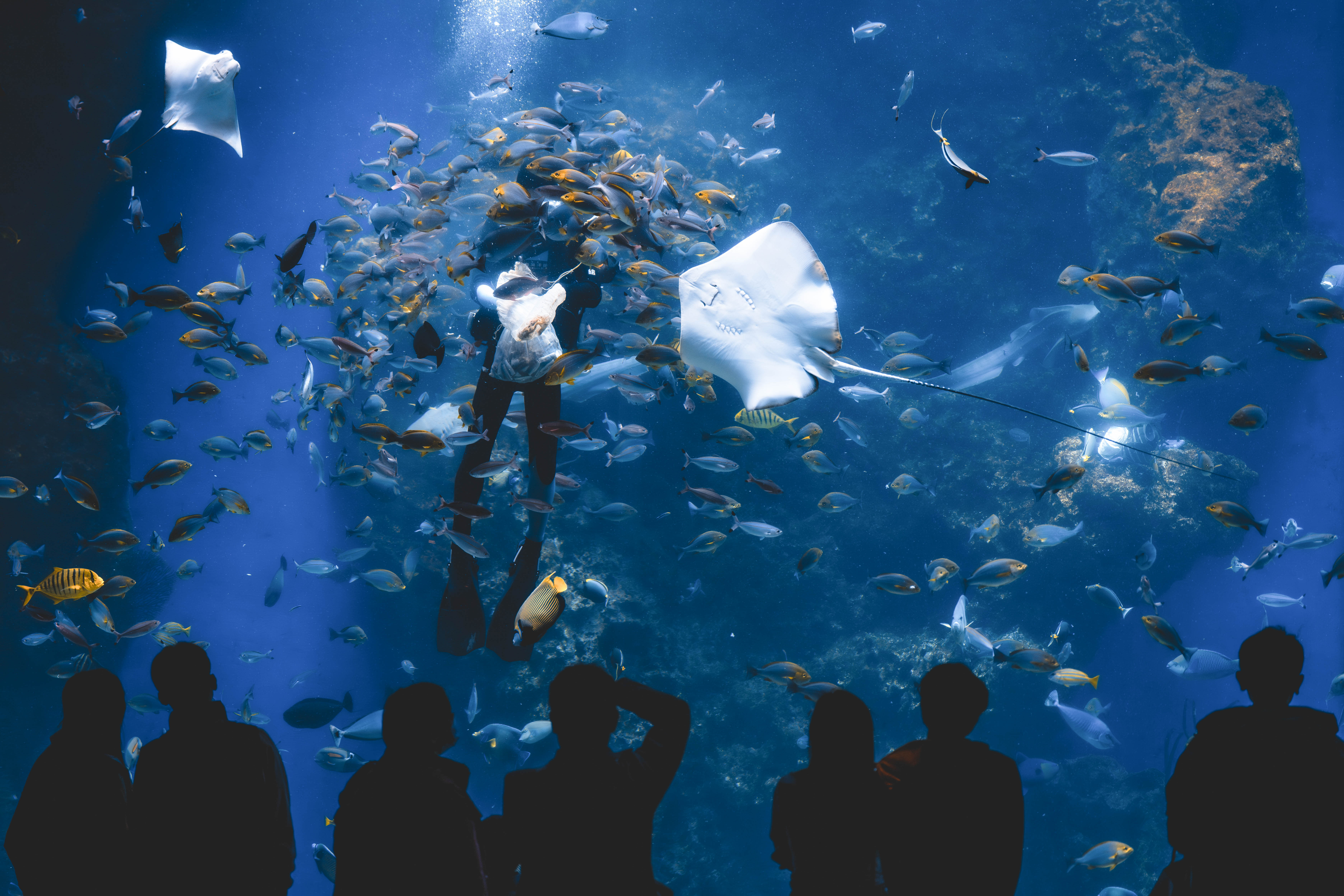 台 中 海 洋 館 「 黑 潮 之 海 」 展 示 缸 中 , 飼 育 員 進 入 水 中 餵 食 , 魟 魚 與 魚 群 環 繞 身 旁 , 讓 遊 客 近 距 離 觀 察 海 洋 生 物 的 攝 食 行 為 與 飼 育 日 常 。 ( 圖 / 台 中 海 洋 館 提 供 ) 台 中 海 洋 館 「 黑 潮 之 海 」 展 示 缸 中 , 飼 育 員 進 入 水 中 餵 食 , 魟 魚 與 魚 群 環 繞 身 旁 , 讓 遊 客 近 距 離 觀 察 海 洋 生 物 的 攝 食 行 為 與 飼 育 日 常 。 ( 圖 / 台 中 海 洋 館 提 供 )
