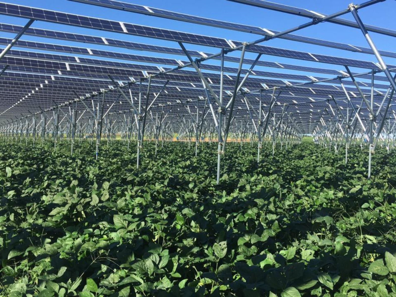 奇岩綠能轉型投入魚電共生、農電共生（圖/奇岩綠能提供）