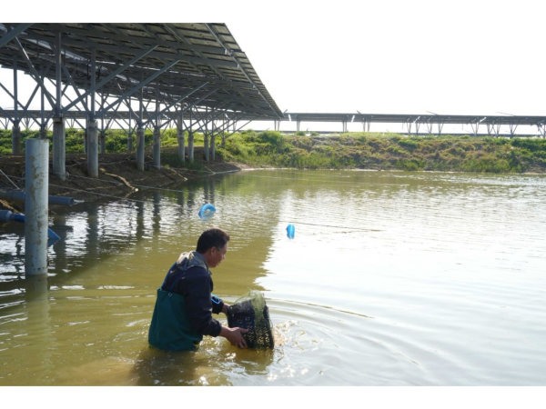 台泥綠能漁青養殖團隊20日已針對嘉義漁光一期F區爭議五池展開投放魚苗蝦苗進行養殖補正盼盡速產出漁獲助漁電共生正向發展並維護F區三位守法養殖戶權益