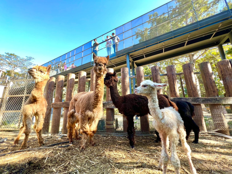 壽山動物園新建「空中廊道」，遊客可在空橋觀察羊駝。（圖／壽山動物園官方臉書）