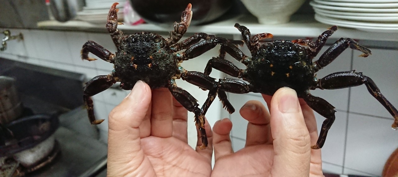 新北市農業局推廣東北角礁岩上的美味「白底蟹」