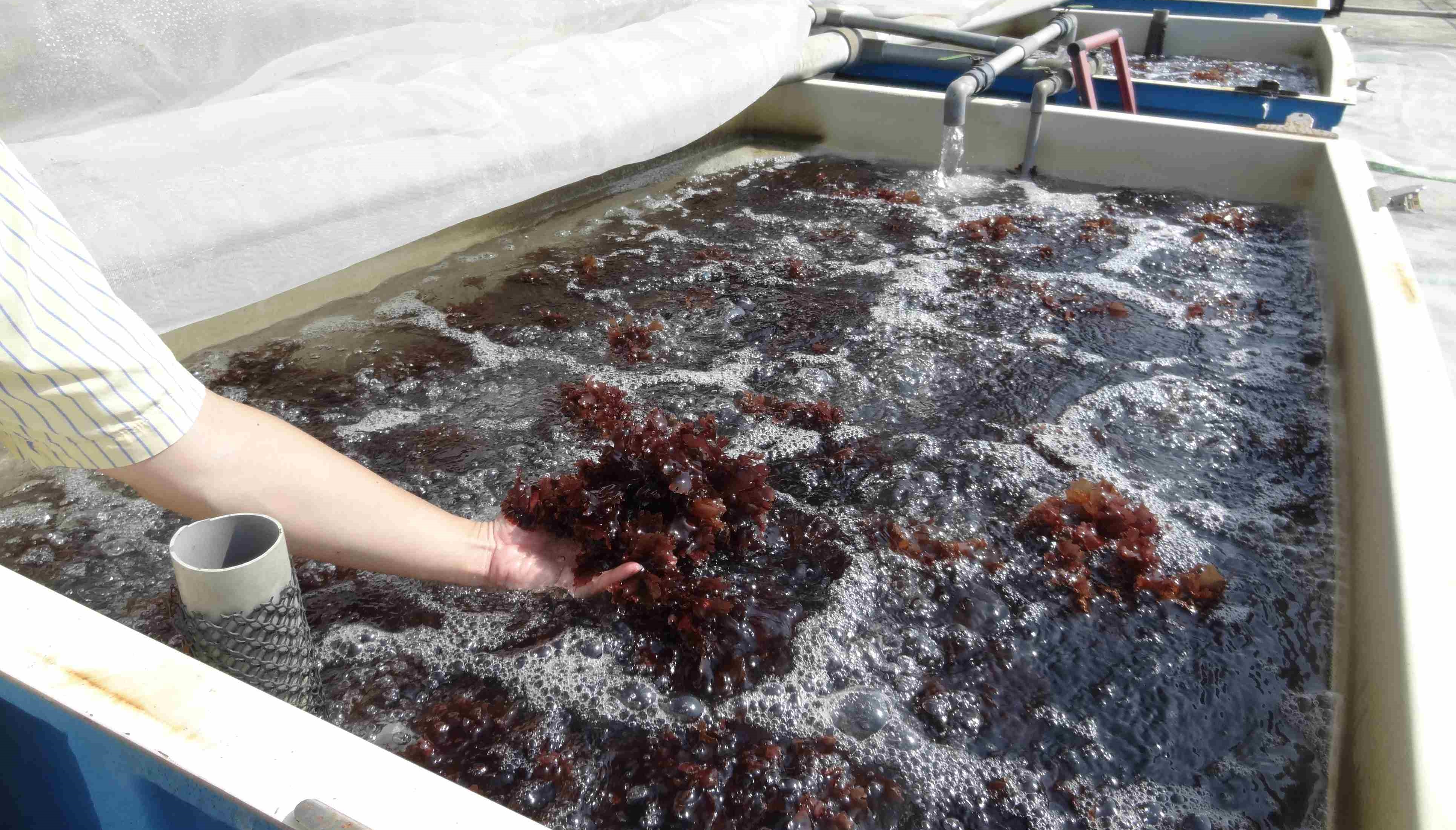 中油液化天然氣冷能養殖海藻獲新創獎