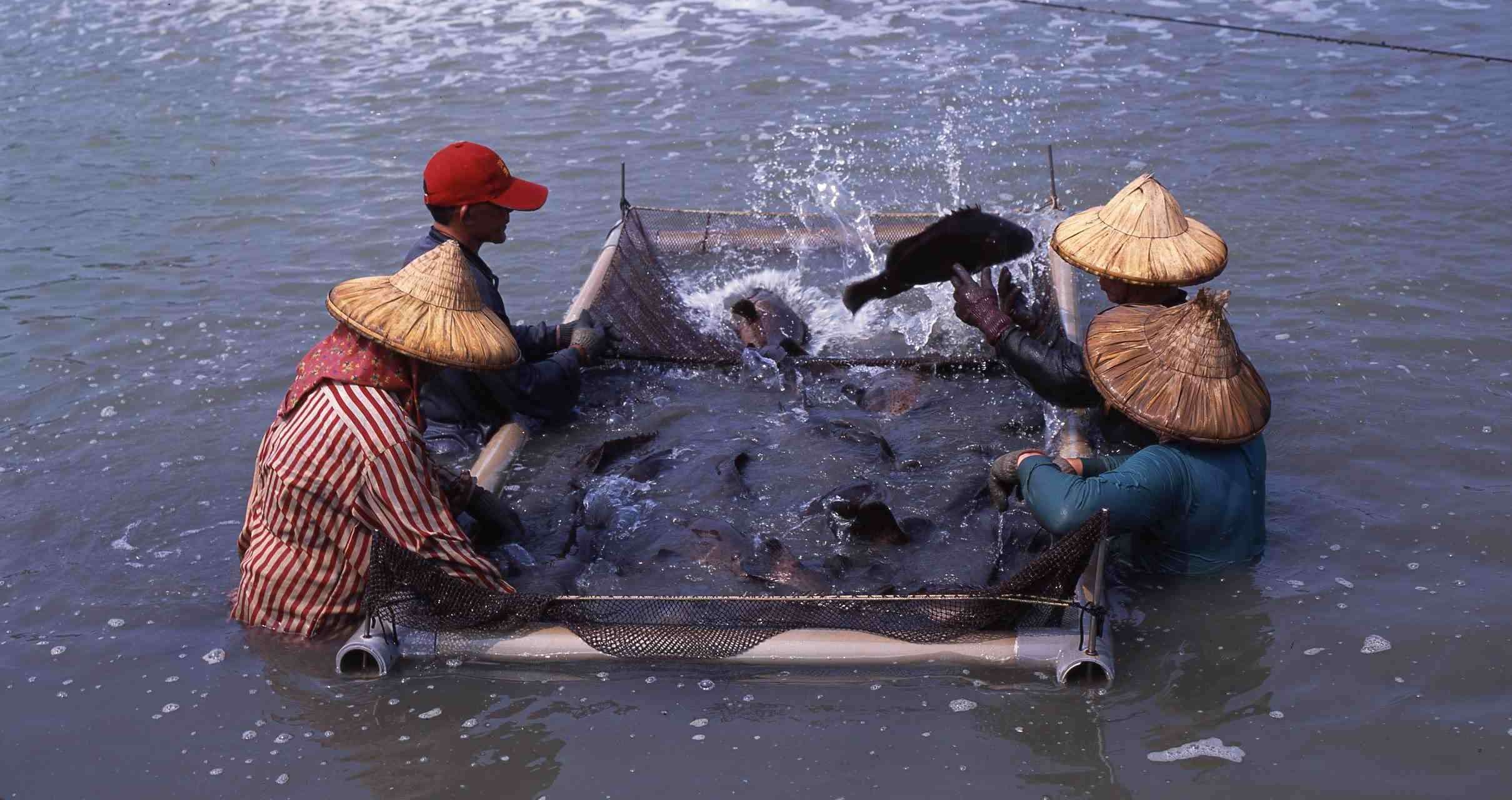 台灣中油冷排水再利用，漁民用鑽石水養殖高經濟魚類