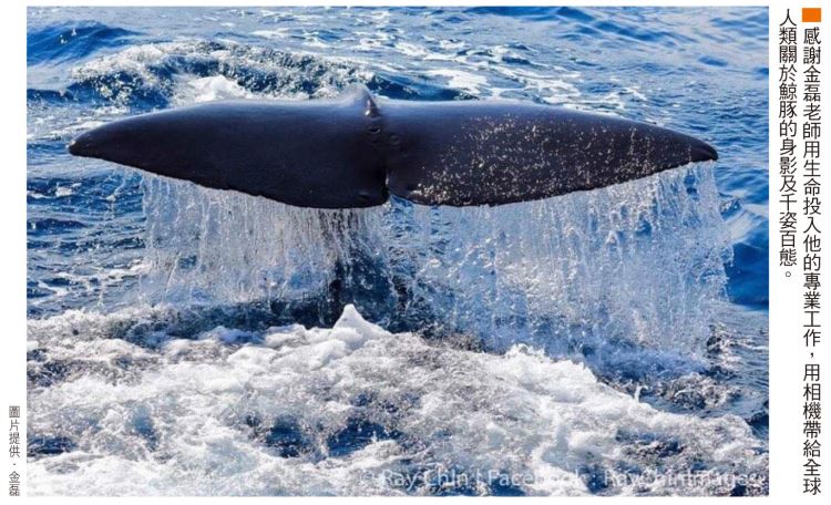 拍攝鯨豚之美 金磊帶大家親近海洋