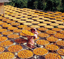北埔新埔柿餅季 客家盛典義民節