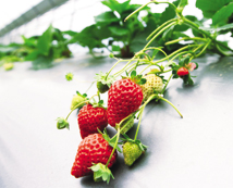 深山桃花源的有機草莓