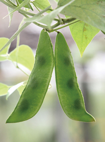 營養美味 豆類之王皇帝豆