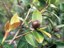 苦茶油  可直接飲用的健康油