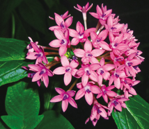 痘痘肌該怎麼處理?49733