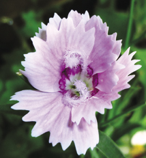 幫助聽損兒學習聽、開口說