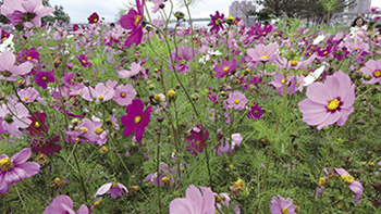 波斯花海的犧牲