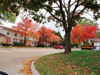 賞楓何必到加東？