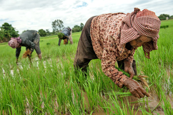 越南米價世界最低 <a href=