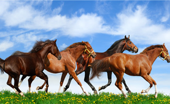 盤勢混沌 黑馬股衝鋒陷陣54405