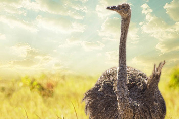 眺望！聚焦獲利、<a href=