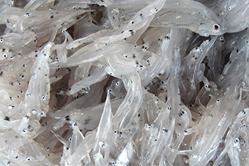 一口魩仔魚御飯糰的代價