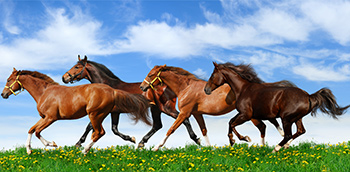 馬首是瞻 衝鋒揚蹄55367