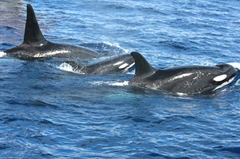 從神靈、玩偶，到殺人兇手虎鯨在人間的變形與解放