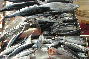 吃出海島人該有的海鮮文化