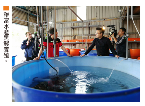 稚富水產黑鰻<a href=